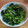 つばきまいこ's cooksnap of when they made 《簡単》あさりと小松菜の酒蒸し.