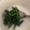おかあちゃんの味's cooksnap of when they made さっぱり！ほうれん草のごま酢あえ.