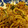 ｽｶｲﾌｨｯｼｭ☆'s cooksnap of when they made シンプルな焼うどん.