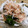 ﾋﾟﾛﾐ♡'s cooksnap of when they made 玉ねぎとワカメのおかか和え.