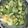 クック00N8WZ☆'s cooksnap of when they made アボカド入りポテサラ.