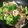 みつきのママ☆'s cooksnap of when they made 牛肉とレンコンのオイスターソース炒め.