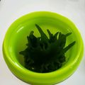 ハニイとムサシ's cooksnap of when they made 大葉の保存.