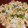 クック0UQ98I☆'s cooksnap of when they made 鮭としらすの混ぜご飯.