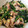 きららんらん☆'s cooksnap of when they made ほうれん草とベーコンのオイスター炒め.