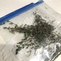わしゃじい's cooksnap of when they made タイムの保存方法.