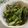 ３匹の大ぶたママ's cooksnap of when they made 私の上農漬け（野沢菜漬け）.