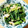にょりんいこ's cooksnap of when they made 畑菜とあげの煮物.