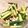 クックJB29SR☆'s cooksnap of when they made あと１品鶏皮とキュウリのからし醤油和え♪.