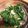 pisang128's cooksnap of when they made 菜の花のペペロンチーノ◎お弁当に♪.