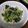 4double5's cooksnap of when they made 栄養満点☆菜っぱとシラスの胡麻油炒め.