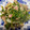 tomome's cooksnap of when they made あさりとベーコンと菜の花の酒蒸し.