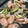 Rayryu123's cooksnap of when they made 魚肉ソーセージとキノコの炒め物.