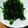 クックQM5U3Q☆'s cooksnap of when they made 干さずに漬けられる！若高菜の漬物.