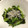 Marmo's cooksnap of when they made 超簡単かぶの葉とわかめのごま和え。.