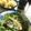 seacomet's cooksnap of when they made レンジで簡単★茄子と水菜のナムル.