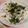 クック0UQ98I☆'s cooksnap of when they made 山芋とシラスのサラダ.