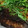 すずぱく's cooksnap of when they made これぞ鰯の蒲焼き！！.
