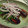 すずぱく's cooksnap of when they made いわしの蒲焼.