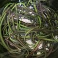 たいちまん's cooksnap of when they made ワラビのアク抜き 簡単！.