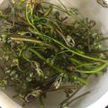 クック82HNU1☆'s cooksnap of when they made わらびの下準備・あく抜き.