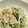 ふじきょん828's cooksnap of when they made あっさり美味しい♪豚肉と水菜のネギ塩炒め.