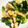67luna's cooksnap of when they made 青菜ときつねうどんのお揚げさんの和え物.