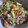 ゆぐhaco's cooksnap of when they made 豚肉と春キャベツのとろとろ炒め.