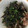 Cook♪Tacos's cooksnap of when they made 超簡単おつまみ☆まぐろのタタキ海苔巻き.