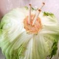 ＲＥＴＳＵＡ．Ｔ's cooksnap of when they made シャキシャキ！レタスの保存法.