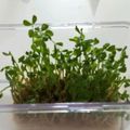 ハニイとムサシ's cooksnap of when they made 【再利用】豆苗の水耕栽培は、何回まで?.