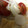 ma___111's cooksnap of when they made 厚揚げとトマトの炒めもの.