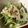 ☆Liisa☆'s cooksnap of when they made 蓮根と豆苗サラダ.