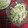 ☆yopipi's cooksnap of when they made 簡単！レタスとちくわのサラダ.