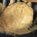 ちゃぴゆき's cooksnap of when they made 全卵 カスタードクリーム.