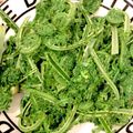 jurihi's cooksnap of when they made こごめ？こごみ？の下茹で.