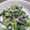 ヘタ子's cooksnap of when they made ほうれん草の白和え風ナムル.
