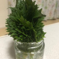 えり8eight's cooksnap of when they made シソの葉保存法.