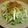 ぱんだぬ's cooksnap of when they made 水菜と大根のサラダ　じゅーっ編.