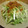 ぱんだぬ's cooksnap of when they made 水菜と大根のサラダ　じゅーっ編.