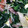 クック75J0LW☆'s cooksnap of when they made ほうれん草と卵の炒めもの.