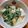 こりんごねこ's cooksnap of when they made わさび菜のサラダ...。.