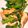 毎日のクック's cooksnap of when they made やげん軟骨とししとうの炒め.