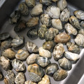 USACO66's cooksnap of when they made 【簡単】あさりの砂抜き塩抜き.