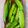クックL8U9HI☆'s cooksnap of when they made 絹さやえんどうの大量消費　めんつゆ漬け.