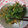 ○o。あかり。o○'s cooksnap of when they made 大根葉の掻き揚げ.