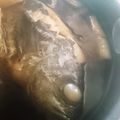 おしえてね's cooksnap of when they made メバルの煮付け！.