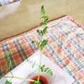 take♪aki♪'s cooksnap of when they made 水栽培で育てるニンジンの葉っぱ.