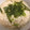 黒めんぼう's cooksnap of when they made 温かいとろろ汁.