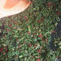ねここfm's cooksnap of when they made 人参葉と桜えびのふりかけ.